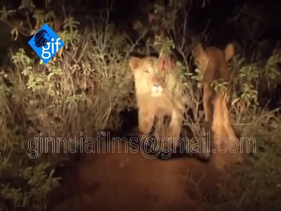 Rare and Unique incident 7 Asiatic lion group a camel hunting in kariya village near gir f