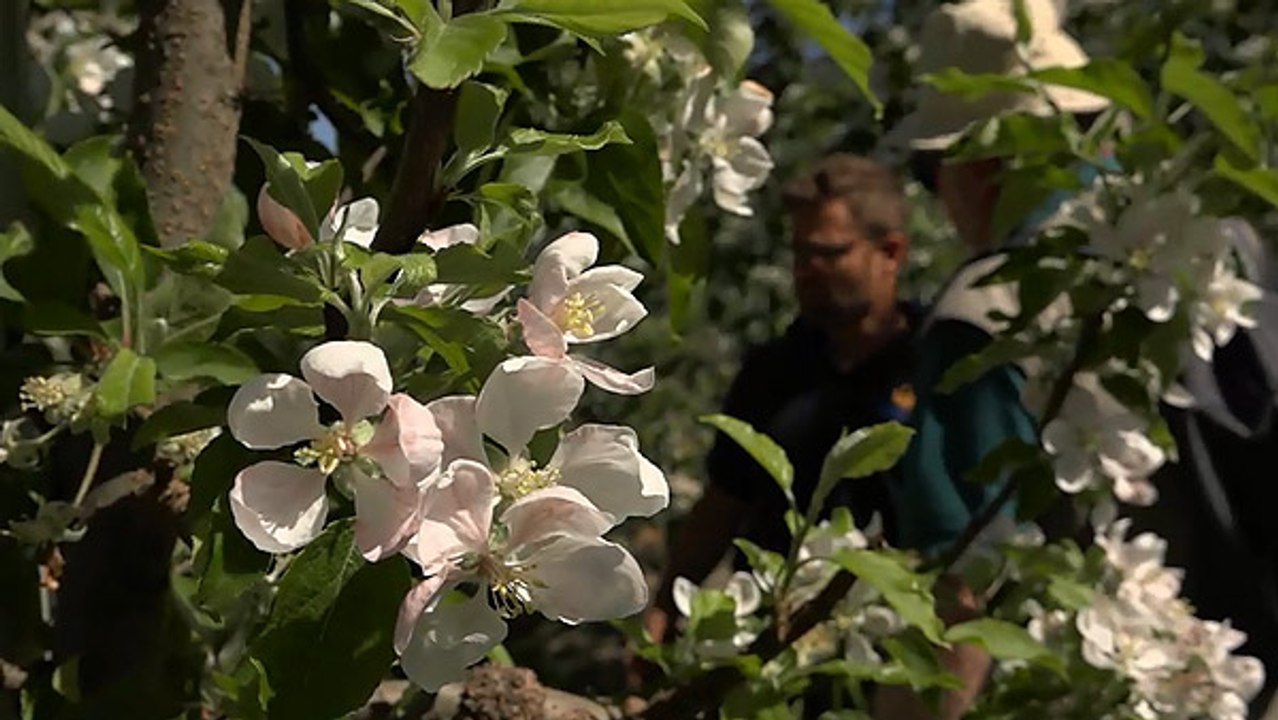 Südtirol - Apfelblüten so weit das Auge reicht