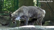 Rentier Nachwuchs im Zoo Duisburg
