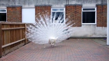 Скачать видео: Sta Filmando Un Pavone Bianco In Un Cortile... Poco Dopo Rimane Senza Parole