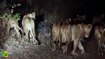 Porcupine defeats 14 lions