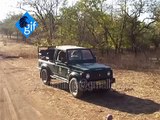 Rare Two Asiatic lions kings (Ram aur shyam) Governance in the Gir forest Gujarat INDIA