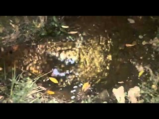 #WhatsAppCri Desperdicio de agua potable en la barriada Damasco de Chitré. @idaaninforma