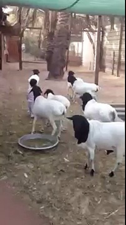 خروف ينطح ولد صغير