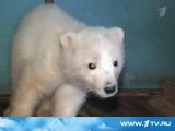 ヤクーツク動物園で保護された野生孤児コルィマーナ (1)  (Apr.25 2012)