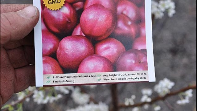 Fruit trees for residental landscape spaces...on sale The Bruce Plum Trees at HH Farm 215 651 8329