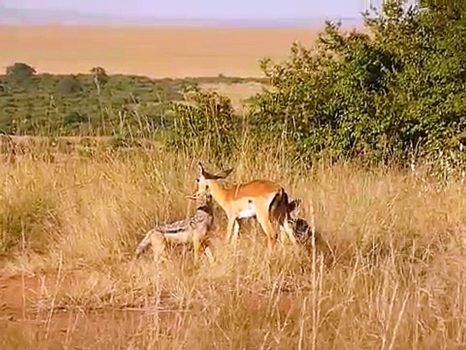 Jackal-killing-impala best funny video 2016 hunting