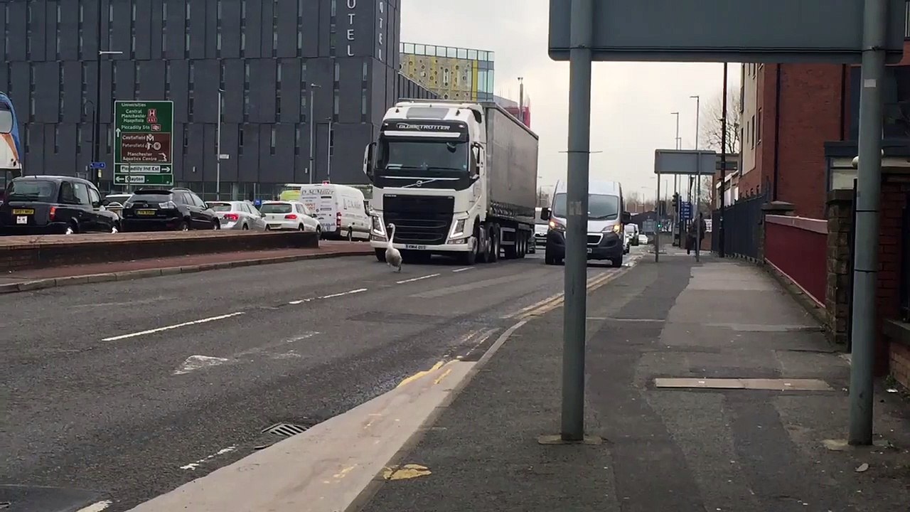 Swan Disrupting Traffic In Manchester