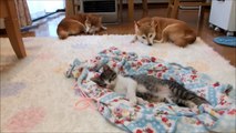 ぬくぬくウトウトする柴犬たちと子猫　Shiba Inu and Kitten to doze off