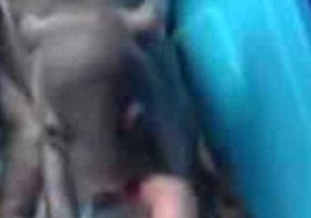 Orphaned Baby Wombat Plays With Adopted Mother