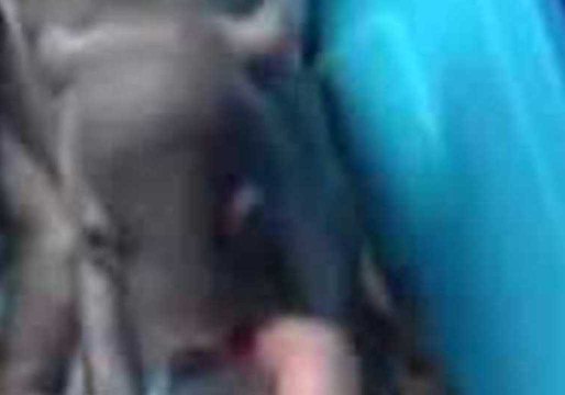 Orphaned Baby Wombat Plays With Adopted Mother