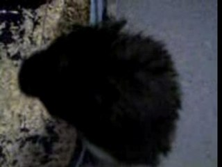 Bouboule mon hamster