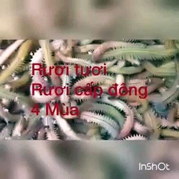Rươi tươi sống -090 7160 469