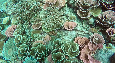 Pesona Bawah Laut Kepulauan Karimun Jawa