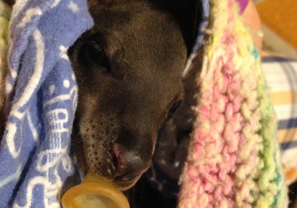 Wallaby Joey Takes Her First Wobbly Steps, Falls Over