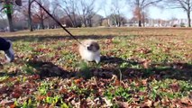 Cutest Fluffy Puppies Compilation 2016