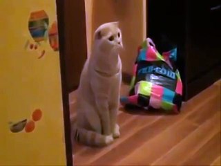 И страшно и интересно. Смешные приколы кошки