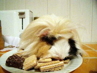 świnka morska - Pusia