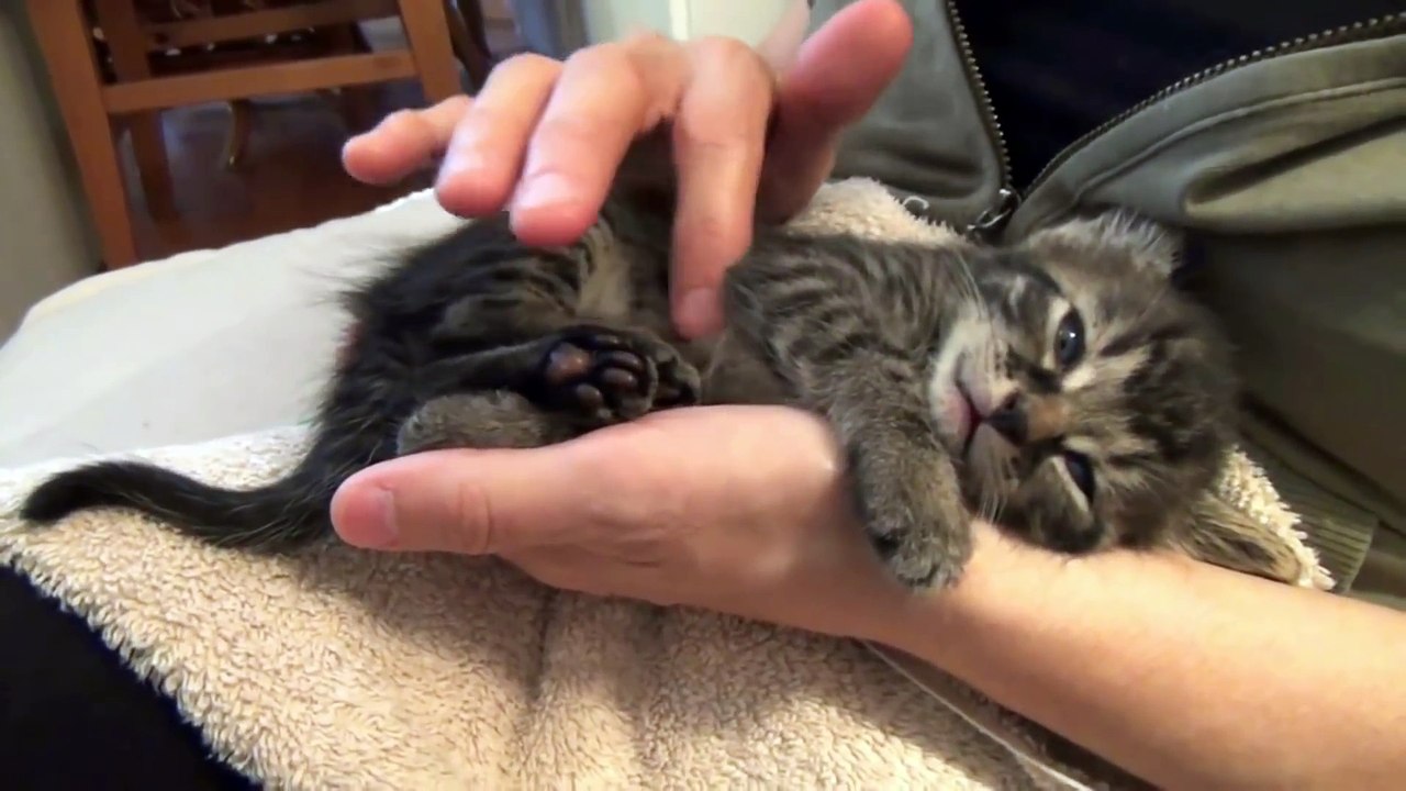 Funny Cats - Funny Cat Videos - Cute Cats 2016