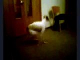 Собака танцует под лезгинку