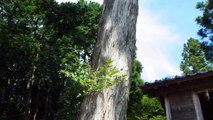 オオカミ信仰の木像　①佐野山神社