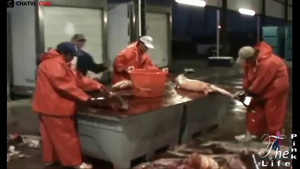 Catching Shark For Fins   Bắt và lấy vi cá mập ở nước ngoài và Việt Nam