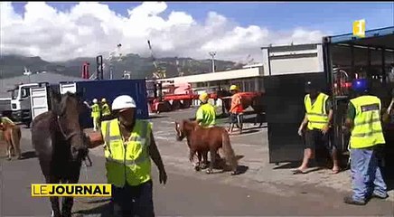 Des chevaux néo-zelandais bientôt en selle à Pirae