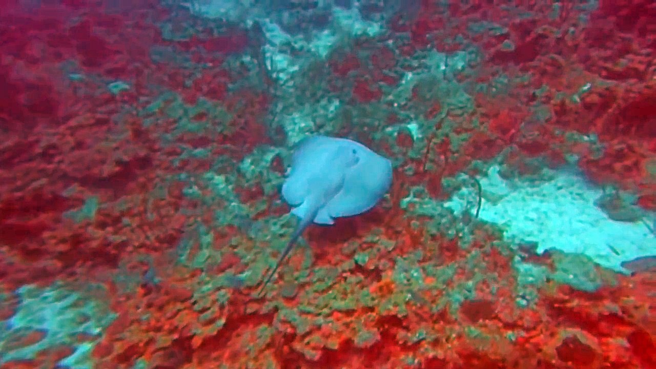 Sting Ray