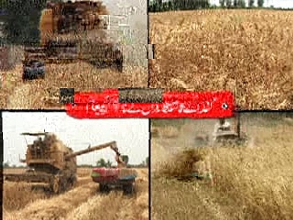 Wheat tvc khatiee ghaiii