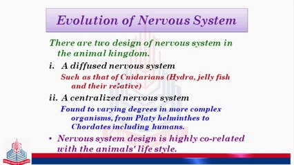 Evolution of Nervous System & Diffused Nervous System  of Hydra