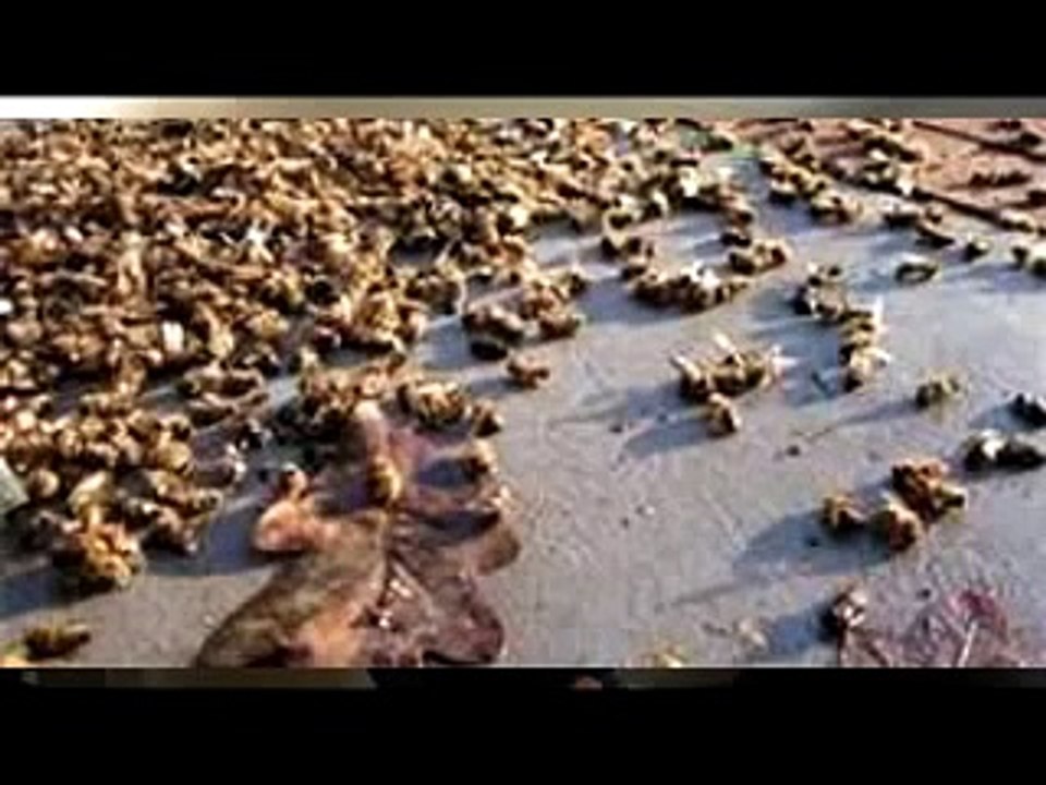 Eco Bee Removal-Intro to bee removal Part 3 "Honey Bees Removal, Warrantee and Repair"