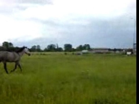 Pépite en liberté au trot