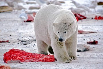 Vahşi Alaska (Belgesel) Wild Alaska