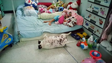 Ce gros chien préfère faire la sieste sur le dos... Enceinte ?