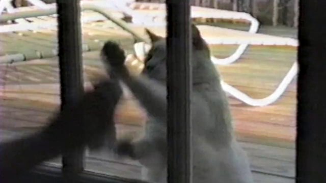 Quand nos animaux de compagnie font le ménage - compilation hilarante