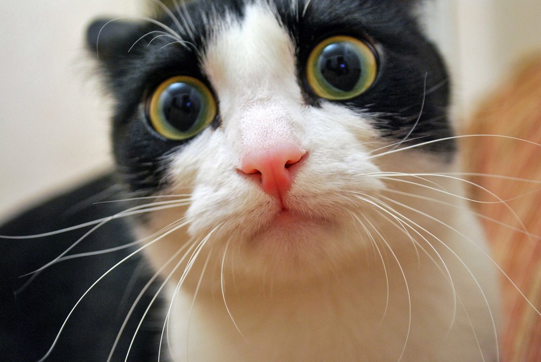 funny cat videos 2016-cat video compilation