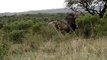 Elephants in Hluhluwe Game Reserve - South Africa