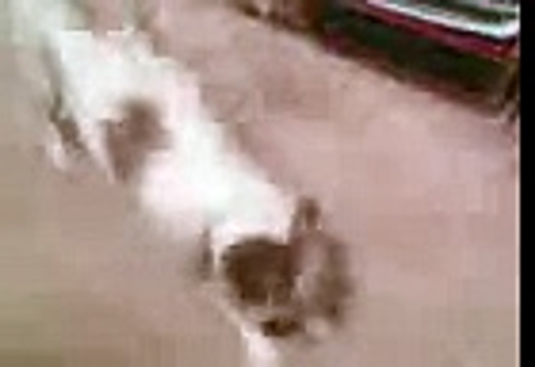 PISSING OFF A DOG!