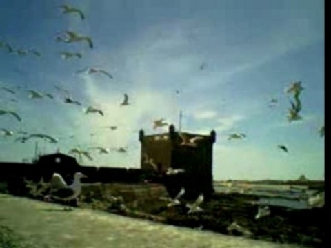 Les mouettes d essaouira