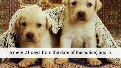 Orange County CA Carpet Cleaning -  Call us at (949) 645-1313