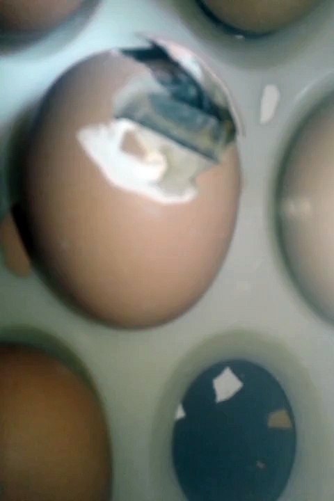 Egg and the chicken