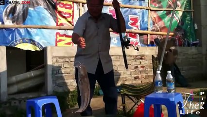 Cận cảnh đi câu và giăng lưới bắt cá trê