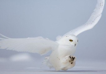 Vahşi Rusya - Kutuplar  (Belgesel İzle)