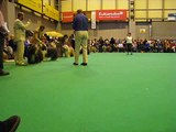 Openclass Dogs Crufts 2008