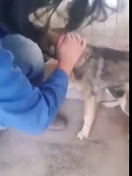 E' stato maltrattato per anni e adesso che cercano di prendersi cura di lui la sua reazione è davvero straziante!