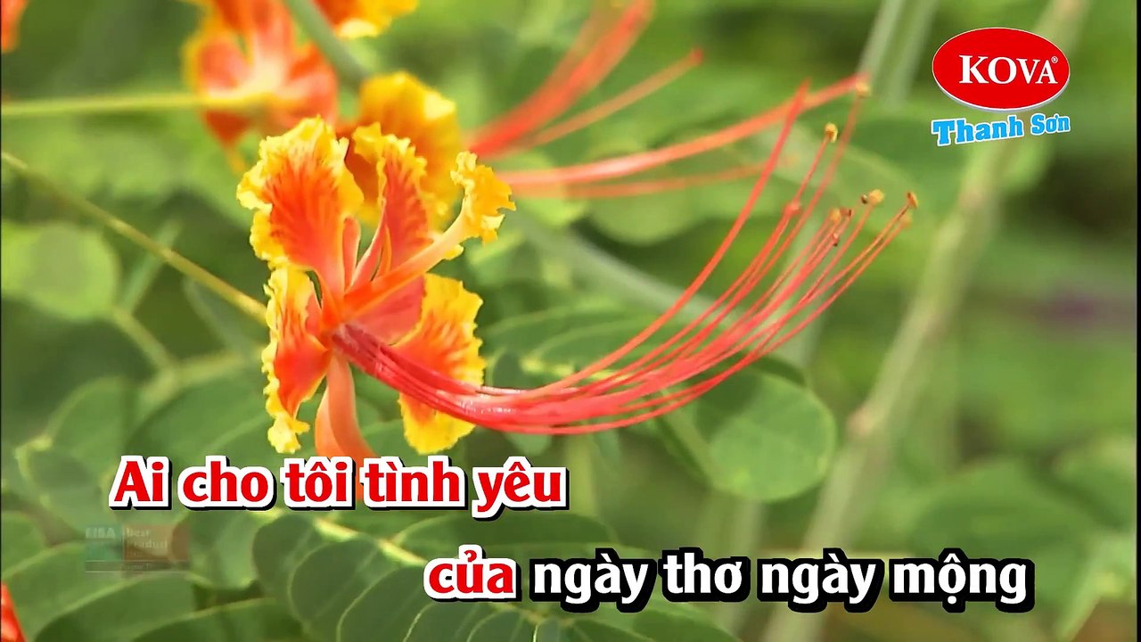 Ai Cho Tôi Tình Yêu - Lệ Quyên (Beat Phoi)