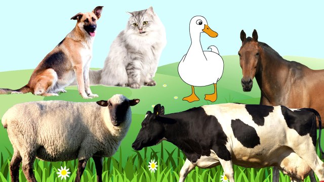 Мультики для самых маленьких. Домашние животные папы, мамы и малыши. Животные для детей.