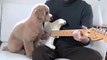 Ce chien mélomane joue de la guitare avec son maitre