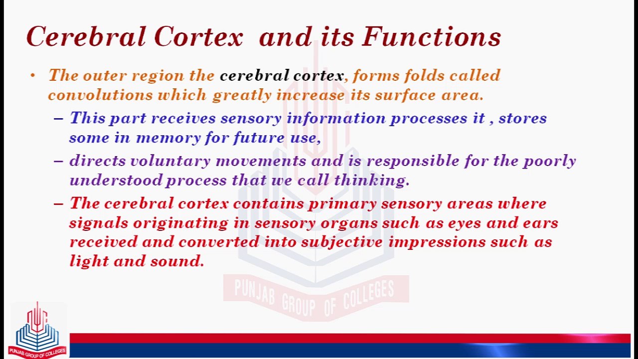 Cerebral Cortex and its Function