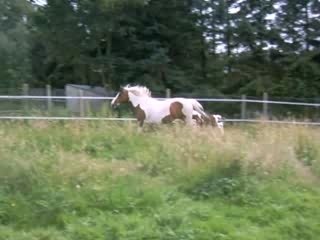 Cannelle saute et zara au galop